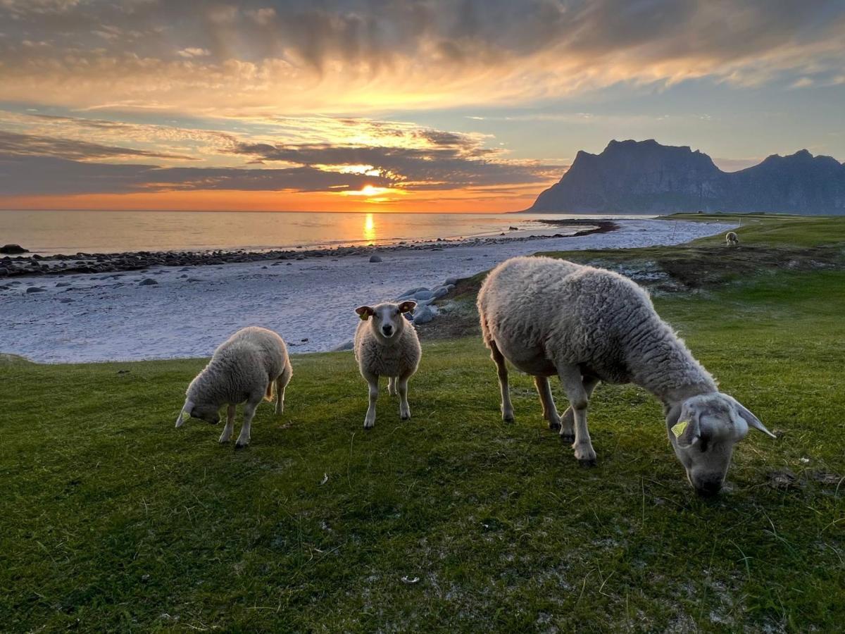 Real Fisherman'S Cabins In Ballstad, Lofoten Zewnętrze zdjęcie